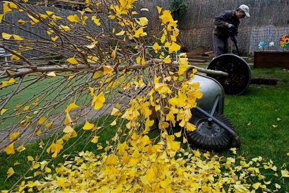 Trnava ponuka bezplatne stromy do zahrad