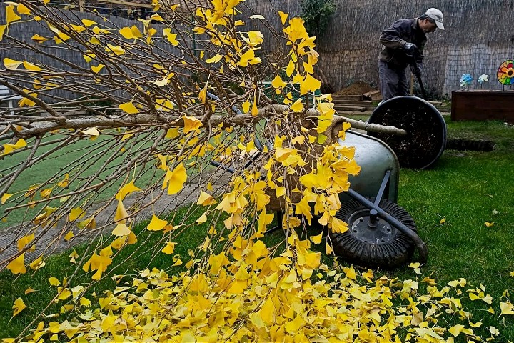 Trnava ponuka bezplatne stromy do zahrad