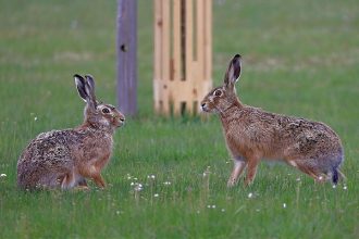 Po vtacej chripke tu je dalsia pohroma