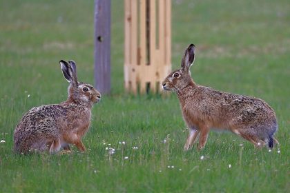 Po vtacej chripke tu je dalsia pohroma