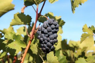 Hlohovec bol oznaceny za zamorenu zonu vinohradnici celi vaznemu problemu