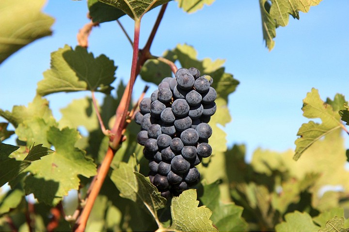 Hlohovec bol oznaceny za zamorenu zonu vinohradnici celi vaznemu problemu