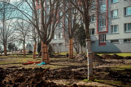 Trnava zachranila niektore stromy pred vyrubom dostali druhu sancu